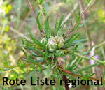 Feld-Beifu Artemisia campestris kl.