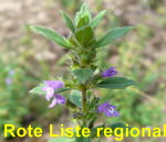 Feld-Steinquendel (Acinos arvensis) kl.