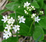 Felsen-Baldrian (Valeriana saxatilis) 1kl.