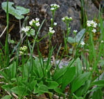 Felsen-Baldrian (Valeriana saxatilis) kl.