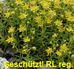 Fetthennen-Steinbrech gelb kl.