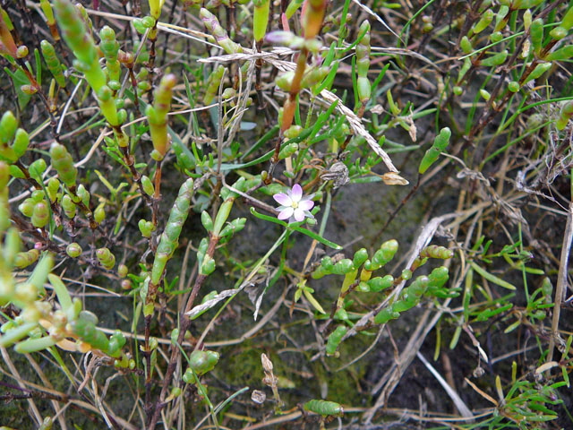 Flgelsamige Schuppenmiere (Spergularia media)  2011-08-20...22 Skt.Peter-Ording, Whrden, Westerhever Strand 045