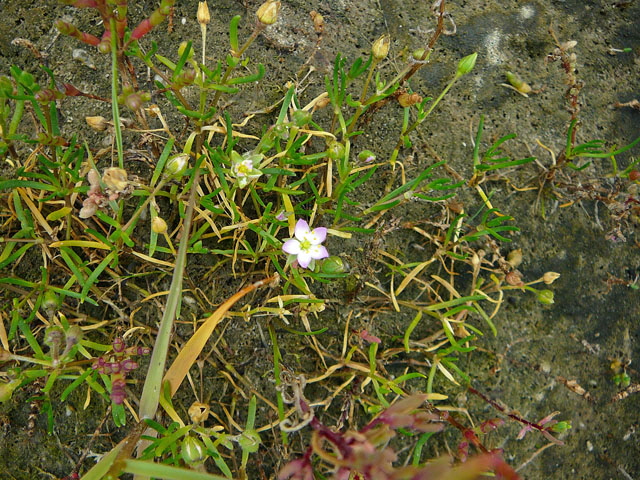 Flgelsamige Schuppenmiere (Spergularia media)  2011-08-20...22 Skt.Peter-Ording, Whrden, Westerhever Strand 050
