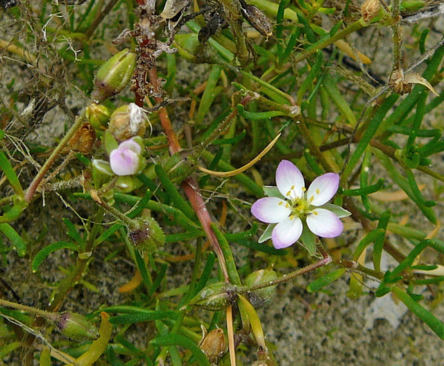 Flgelsamige Schuppenmiere (Spergularia media)  2011-08-20...22 Skt.Peter-Ording, Whrden, Westerhever Strand 052a