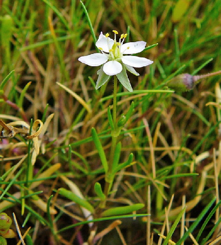 Flgelsamige Schuppenmiere (Spergularia media)  2011-08-21 Skt.Peter-Ording 028