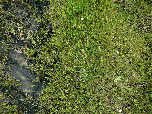 Flgelsamige Schuppenmiere (Spergularia media)  2011-08-21 Skt.Peter-Ording 029