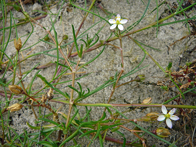 Flgelsamige Schuppenmiere (Spergularia media)  2011-08-21 Skt.Peter-Ording 036