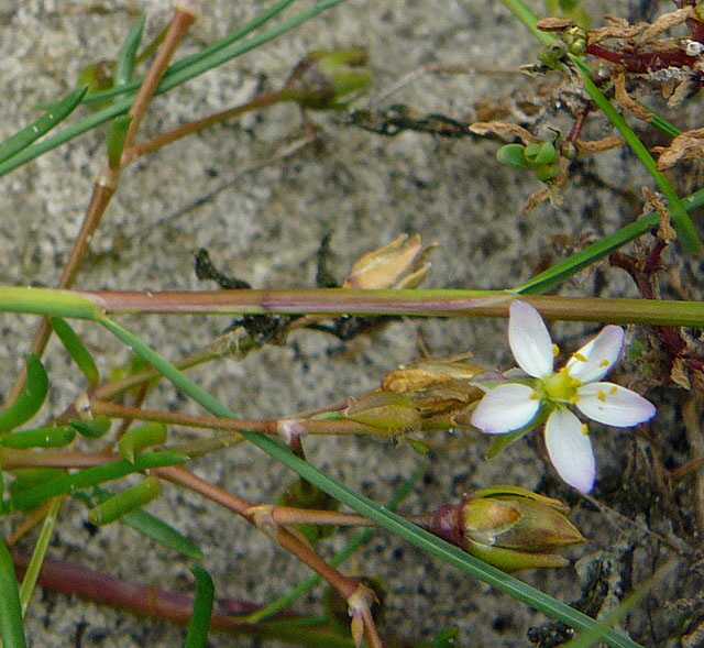 Flgelsamige Schuppenmiere (Spergularia media)  2011-08-21 Skt.Peter-Ording 36a