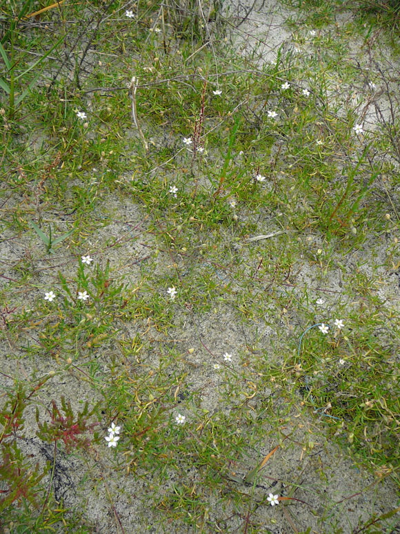 Flgelsamige Schuppenmiere (Spergularia media) 2011-08-20..Skt.Peter-Ording, Whrden, Westerhever Strand 051