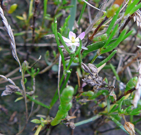 Flgelsamige Schuppenmiere (Spergularia media) Skt.Peter-Ording, Whrden, Westerhever Strand 046
