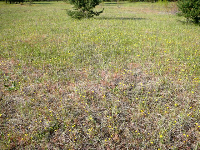 Frhlings-Greiskraut (Senecio vernalis) April 2010 Viernheimer Heide + Garten 080