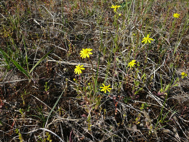 Frhlings-Greiskraut (Senecio vernalis) April 2010 Viernheimer Heide + Garten 081