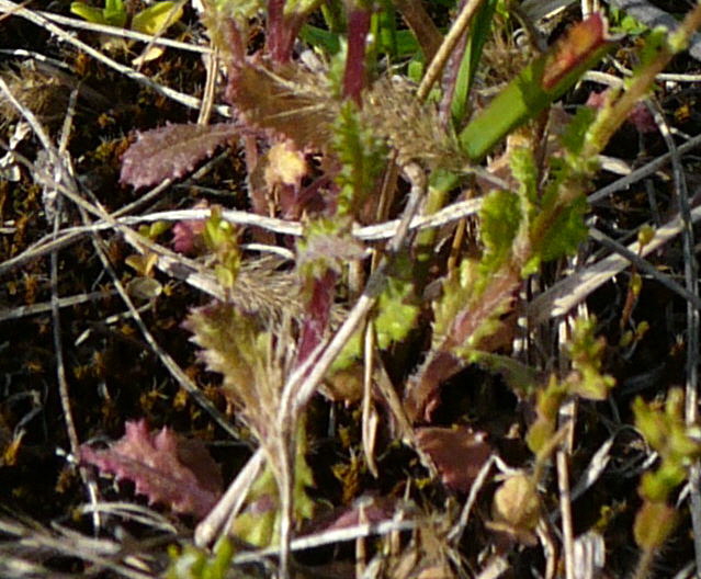 Frhlings-Greiskraut (Senecio vernalis) April 2010 Viernheimer Heide + Garten 082a