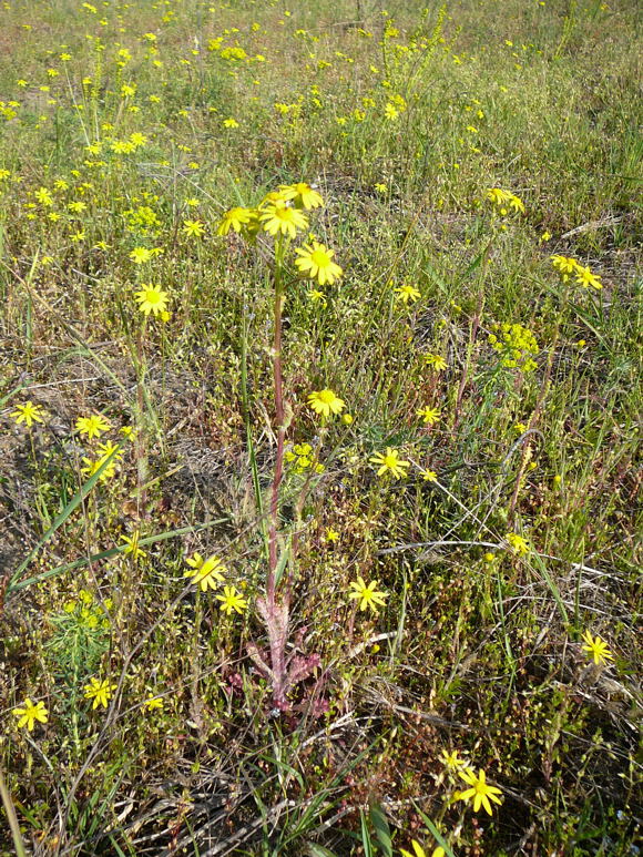 Frhlings-Greiskraut (Senecio vernalis) April 2010 Viernheimer Heide + Garten 084