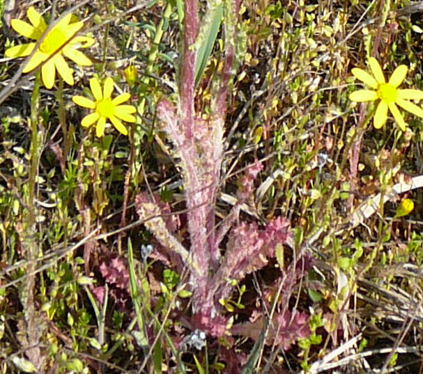 Frhlings-Greiskraut (Senecio vernalis) April 2010 Viernheimer Heide + Garten 084a
