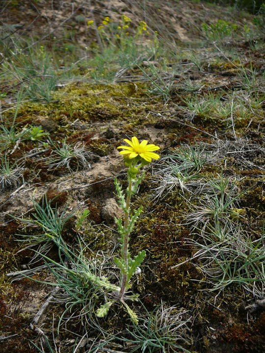 Frhlings-Greiskraut April 2008 Wildblumen Huettenfeld 057