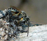 Furchenbiene 2 Halictus spec. kl.