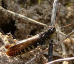 Gefleckte Keulenschrecke (Myrmeleotettix maculatus) Mnnchen  kl.