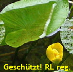 Gelbe Teichrose (Nuphar lutea) kl.