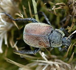 Gelbgrner Purzelkfer (Hoplia farinosa) 2 kl.