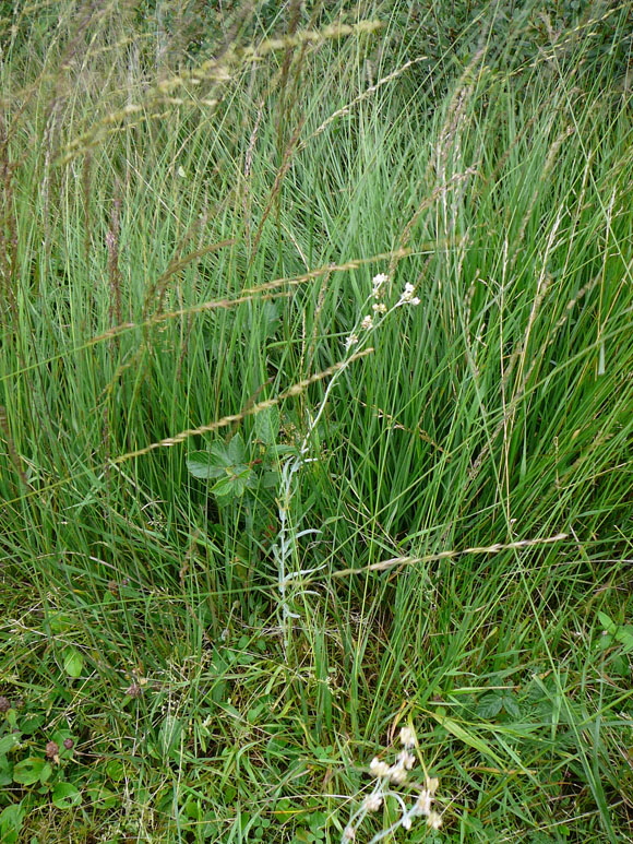 Gelblichweies Schein-Ruhrkraut (Pseudognaphalium luteoalbum)  Aug 2012 Langeoog, Greetsiel, Bourtanger Moor 368