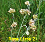 Gelblichweies Schein-Ruhrkraut (Pseudognaphalium luteoalbum) 1 kl.