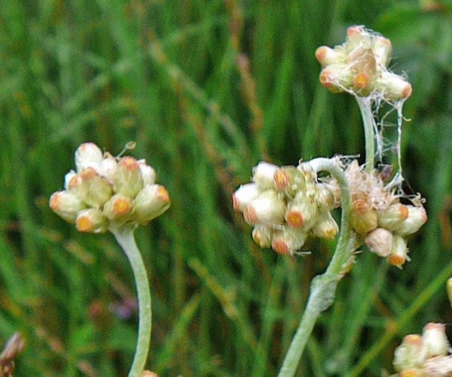 Gelblichweies Schein-Ruhrkraut (Pseudognaphalium luteoalbum) Aug 2012 Bourtanger Moor 366a