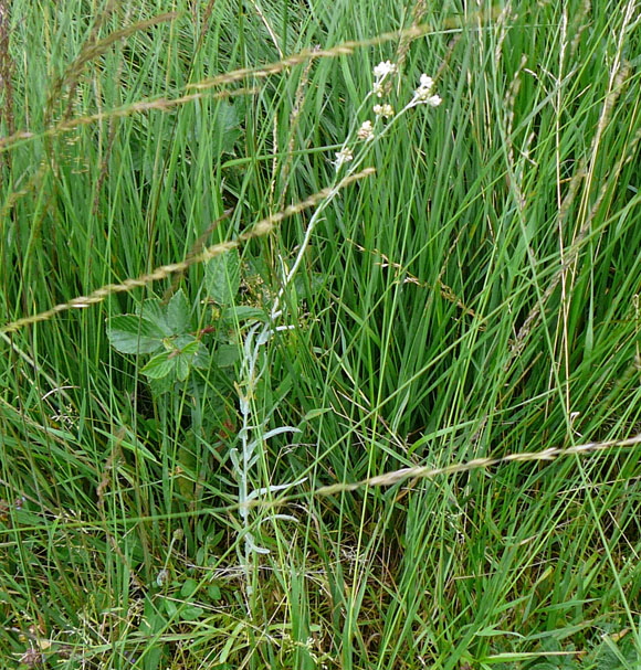 Gelblichweies Schein-Ruhrkraut (Pseudognaphalium luteoalbum) Aug 2012 Bourtanger Moor 368a
