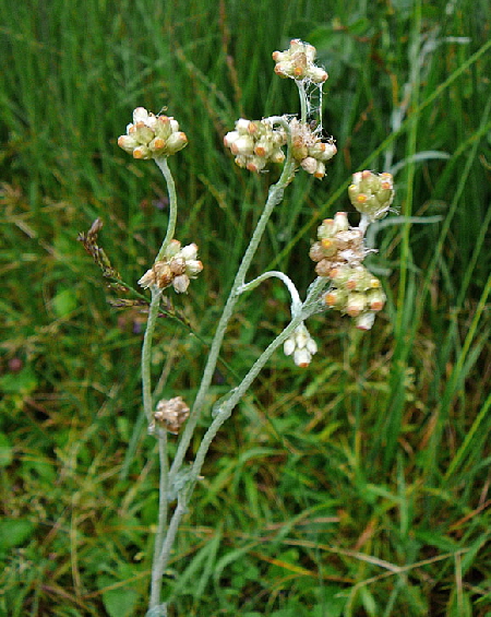 Gelblichweies Schein-Ruhrkraut (Pseudognaphalium luteoalbum) Aug 2012 Langeoog, Greetsiel, Bourtanger Moor 366