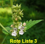 Gemeine  Katzenminze ( Nepeta cataria) kl.