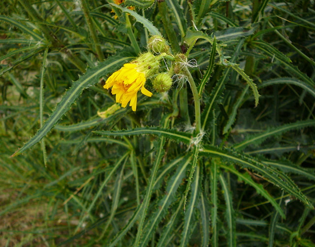 Gemeine Acker-Gnsedistel (Sonchus arvensis ssp arvensis) Aug 2012 Langeoog, Greetsiel, Bourtanger Moor 263