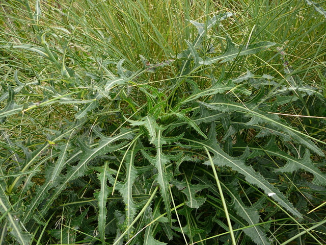 Gemeine Acker-Gnsedistel (Sonchus arvensis ssp arvensis) Aug 2012 Langeoog, Greetsiel, Bourtanger Moor 268