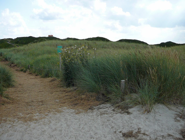Gemeine Acker-Gnsedistel (Sonchus arvensis ssp arvensis) Aug 2012 Langeoog, Greetsiel, Bourtanger Moor 270