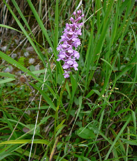 Gemeine Mcken-Hndelwurz - Gymnadenia conopsea ssp. conopsea2011-07-15 Nationalpark Berchtesgarden Wimbachklamm+gries 079