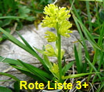 Gemeine Simsenlilie kl.