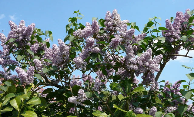 Gemeiner Flieder Syringa vulgaris April 2011 Gartenblumen Insekten Huett 021