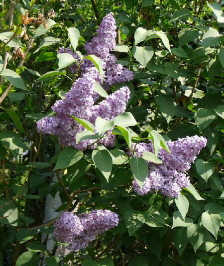 Gemeiner Flieder Syringa vulgaris April 2011 Gartenblumen Insekten Huett 022