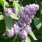 Gemeiner Flieder Syringa vulgaris kl.