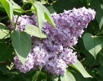 Gemeiner Flieder Syringa vulgaris kl.