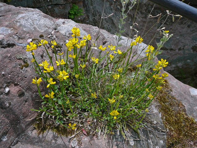 Gemeiner Flgelginster (Chamaespartium sagittale) 2012-05-25 Pflzer Wald, Hinterweidenthal, Dahn, Schnau 036