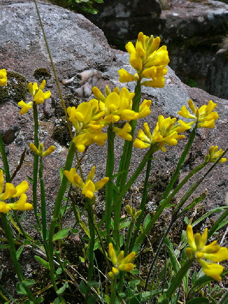 Gemeiner Flgelginster (Chamaespartium sagittale)2012-05-25 Pflzer Wald, Hinterweidenthal, Dahn, Schnau 037