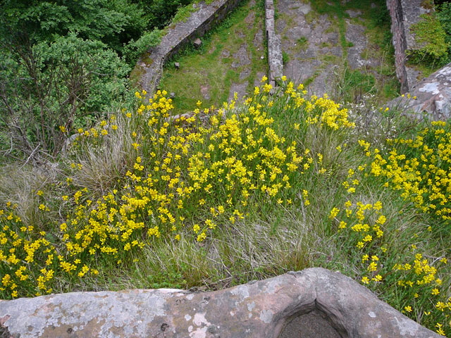 Gemeiner Flgelginster (Chamaespartium sagittale)2012-05-25 Pflzer Wald, Hinterweidenthal, Dahn, Schnau 040