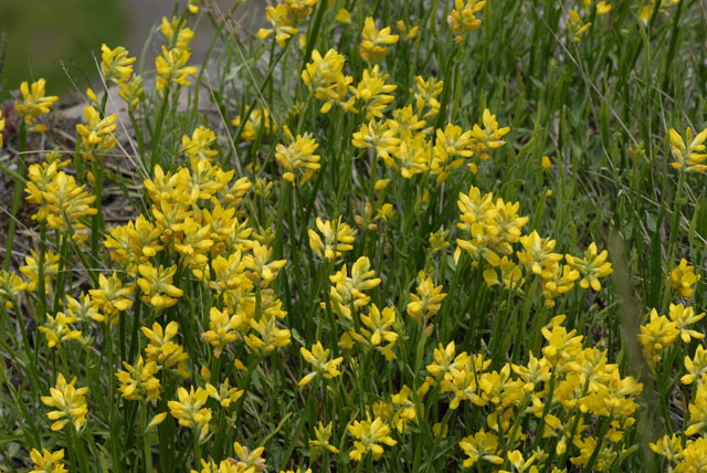 Gemeiner Flgelginster (Chamaespartium sagittale)2012-05-25 Pflzer Wald, Hinterweidenthal, Dahn, Schnau NIKON 090