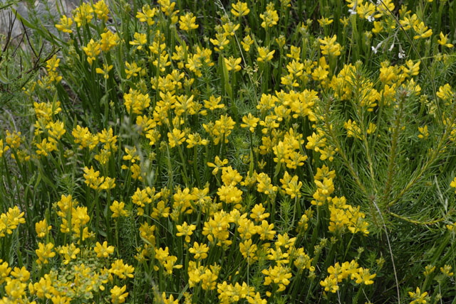 Gemeiner Flgelginster (Chamaespartium sagittale)2012-05-25 Pflzer Wald, Hinterweidenthal, Dahn, Schnau NIKON 091
