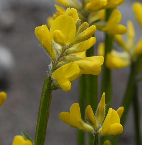 Gemeiner Flgelginster (Chamaespartium sagittale)2012-05-25 Pflzer Wald, Hinterweidenthal, Dahn, Schnau NIKON 093