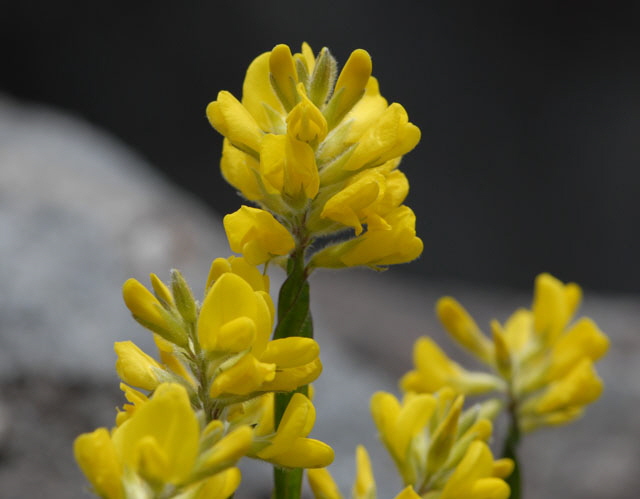 Gemeiner Flgelginster (Chamaespartium sagittale)2012-05-25 Pflzer Wald, Hinterweidenthal, Dahn, Schnau NIKON 094