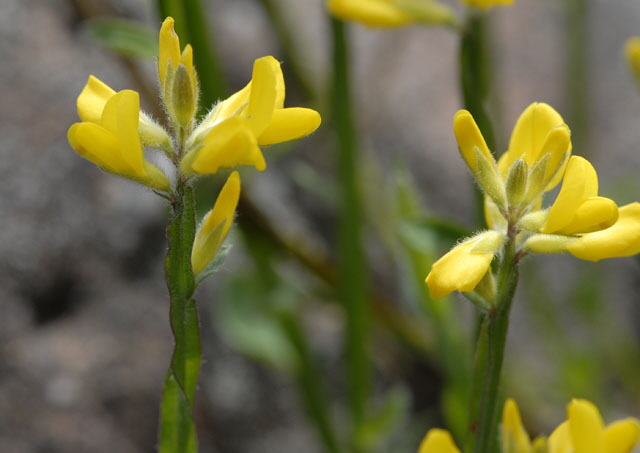 Gemeiner Flgelginster (Chamaespartium sagittale)2012-05-25 Pflzer Wald, Hinterweidenthal, Dahn, Schnau NIKON 095