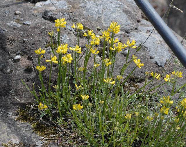 Gemeiner Flgelginster (Chamaespartium sagittale)2012-05-25 Pflzer Wald, Hinterweidenthal, Dahn, Schnau NIKON 098
