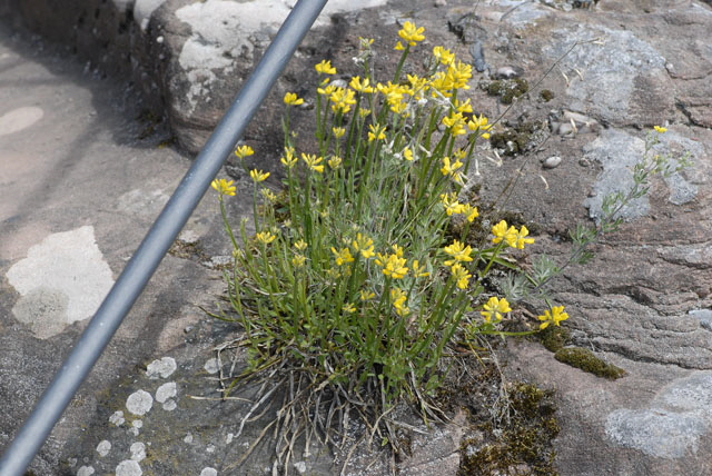 Gemeiner Flgelginster (Chamaespartium sagittale)2012-05-25 Pflzer Wald, Hinterweidenthal, Dahn, Schnau NIKON 099