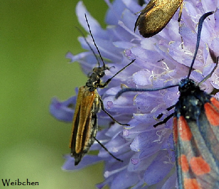 Gemeiner Scheinbockkfer  (Oedemera femorata) Weibchen Juli 2012 Lautertal-Gundelfingen NIKON 209a